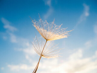 Obraz premium POV Looking at a Single Dandelion Seed Floating Upward Against a Bright Blue Sky