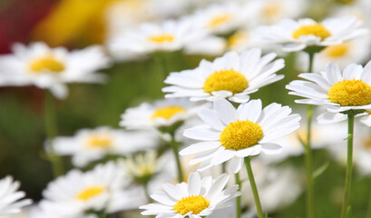 Obraz premium Daisy flower banner background with copy space