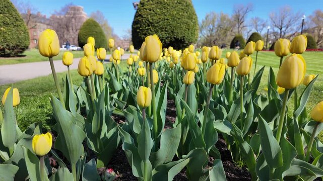 Yellow Tulips Blooming in Boston Spring Park