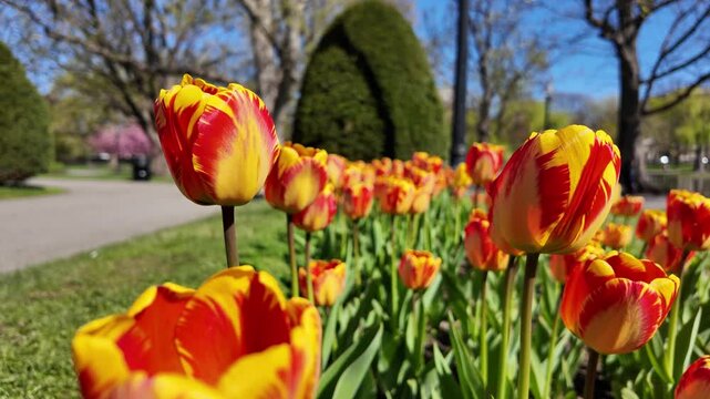Red and Yellow Tulips Blooming in Spring Park on Sunny Day