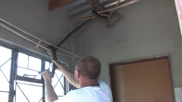 men carefully handle a massive African rock python From house Indoor Ceiling in a rural Botswana setting