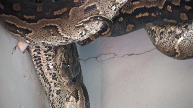 Large Python Hiding Inside House Roof Structure safety risk and human-animal conflict