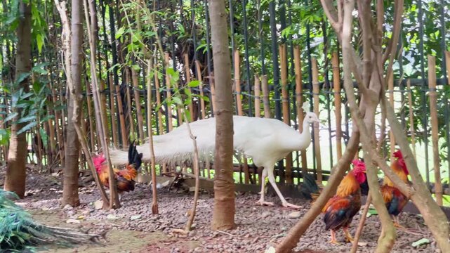 white peacock walking pass by blue peacock and catching up with rooster in the garden, adult blue peacock vs indian peacock during mating season, wildlife bird footage during the day