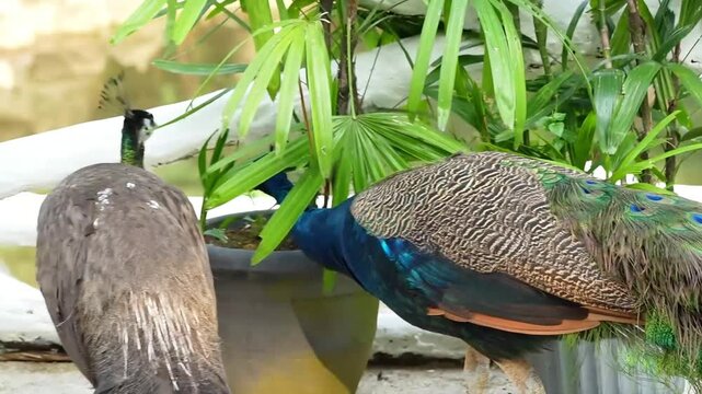 blue peacock slowly walk to interact with peahen, male and female peafowl in the park, adult peacock vs molting peahen footage during the day