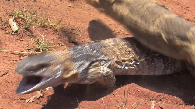 Two African Rock Monitor Lizards Running on Sandy Ground shedding patches of old skin
