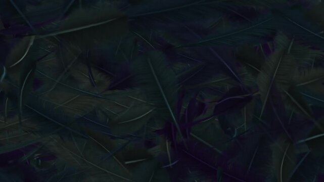 bird feather texture motion video. 