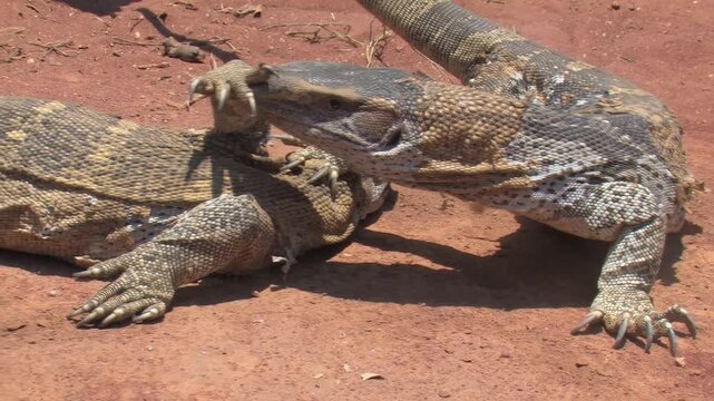 Two African Rock Monitor Lizards Running on Sandy Ground shedding patches of old skin