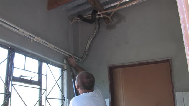 men carefully handle a massive African rock python From house Indoor Ceiling in a rural Botswana setting