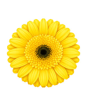 yellow gerber daisy