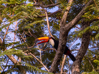 Tucano em meio a árvore em Bonito, Mato Grosso do Sul. Cores tropicais, bico laranja. © Sofia