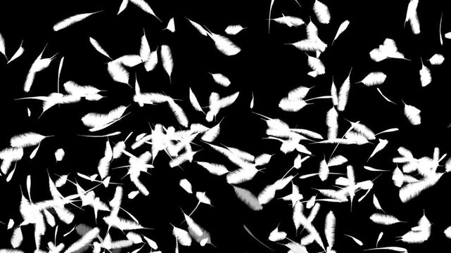 bird feather motion video 