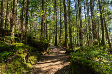 Fototapeta premium Sunlight dappled forest floor along a trail through tall cedar and fir trees at Buntzen Lake Anmore British Columbia Canada