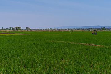 Fototapeta premium verdant field of rice paddies on edge of mto wa mbu village tanzania