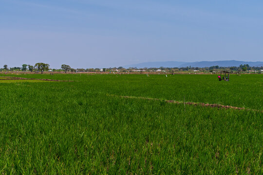verdant field of rice paddies on edge of mto wa mbu village tanzania