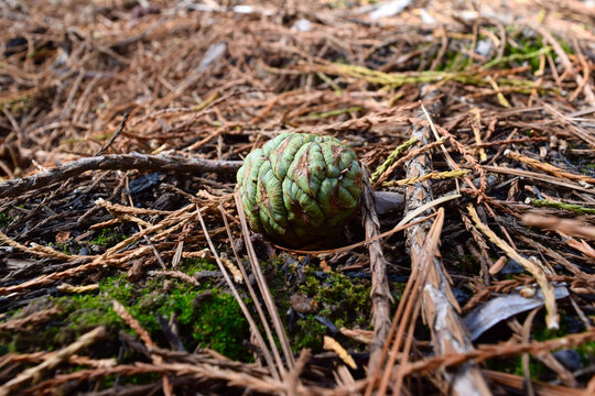 Fresh Sequoia Cone