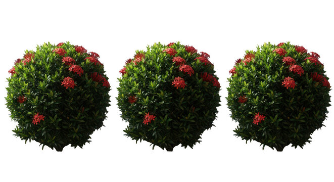 Three spherical ixora bushes with red flowers isolated on transparent background