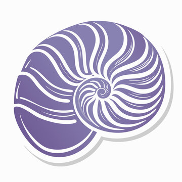 Nautilus Shell Spiral Illustration