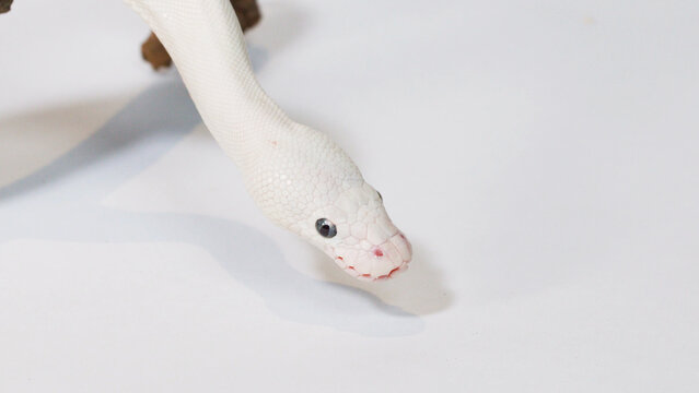 Close-up of a White Leucistic Ball Python Slithering on White Background