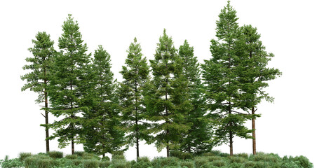 Naklejka premium Coniferous forest on a transparent background