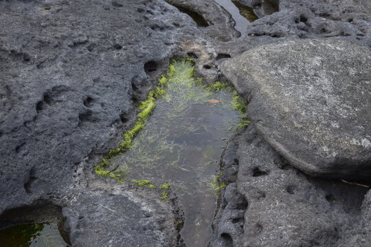 Small Tide Pool in Volcanic Rock with Green Seaweed.