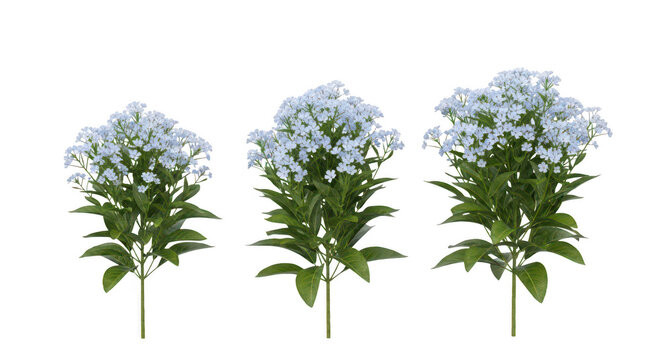Three blue phlox flower bushes isolated on transparent background