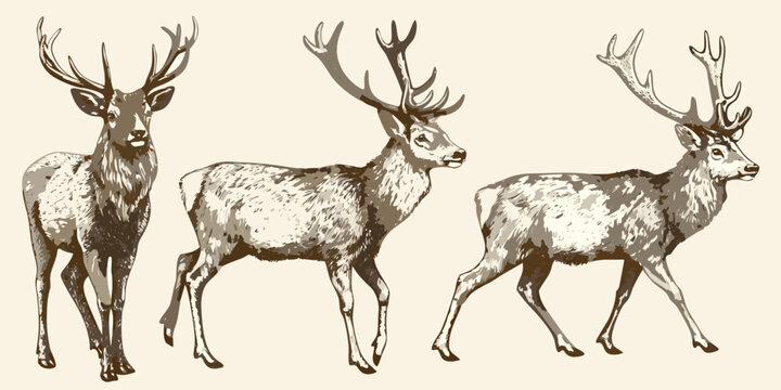 Three deer with antlers vintage style sketch illustration