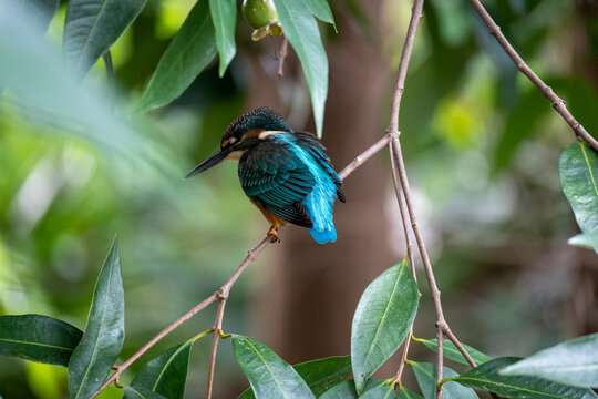 kingfisher on a branch