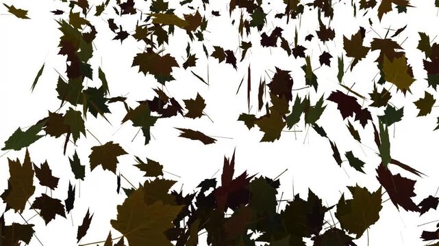 leaves motion video. fall leaf motion