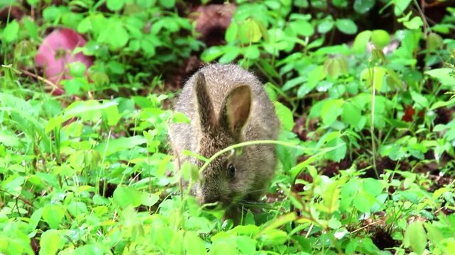 A nocturnal hare that can't eat because of the rain and eats after it gets brighter