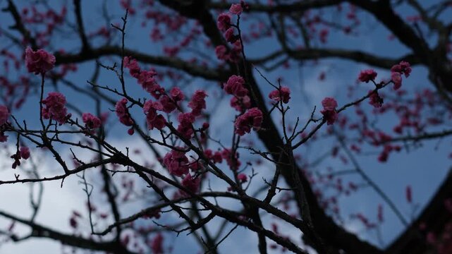 Pink Plum Blossoms on Dark Branches Against Blue Sky, Kyoto, Japan