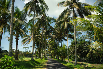 Obraz premium Palm trees create a lush canopy over a peaceful pathway