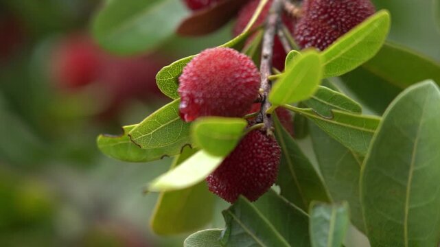 4K mature bayberry picking real shot video