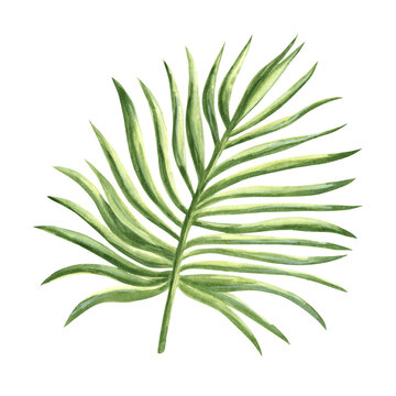 Coconut cracked on half watercolor hand drawn illustration isolated for healthy eating design. Clip art of exotic nut for coctaile. Paradise tropical fruit for organic product packaging, oil, cosmetic