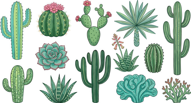 Detailed Botanical Illustration Set of Diverse Green Cacti and Succulent Plants Including Saguaro and Aloe Isolated on White Background