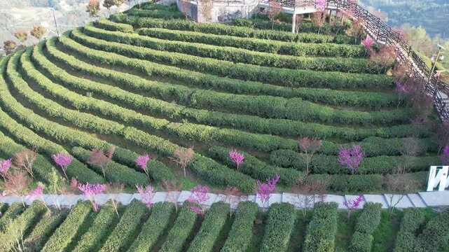 4K tea garden tea spring tea tribute tea green tea black tea aerial video