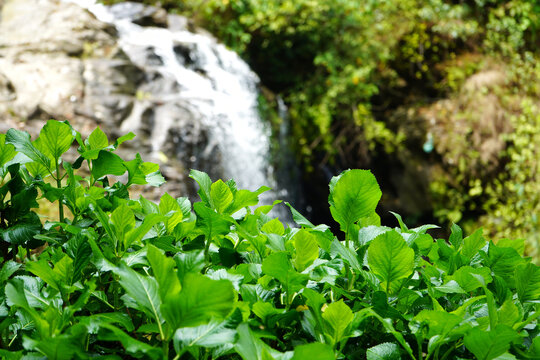 Lush green foliage in sharp focus with a beautiful blurred waterfall cascading in the background