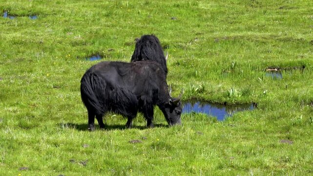 Yak grazing animals on 4K grassland real video