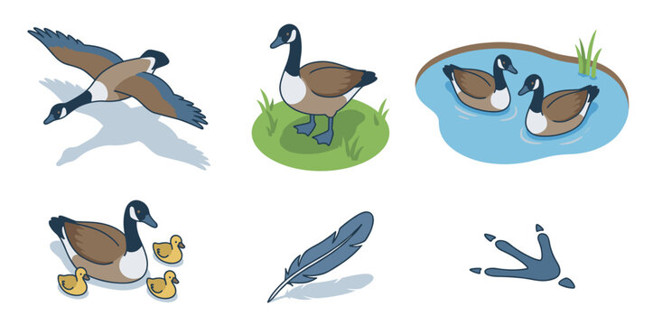Isometric Canadian Goose Vector Collection Showing Birds Flying Swimming Standing With Cute Goslings On Water Include Single Feather And Footprint Track Elements For Nature Design
