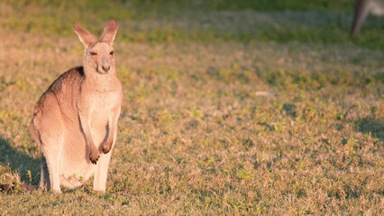 Young Kangaroo Joey Standing in a Grassy Field at Sunset © blueringmedia