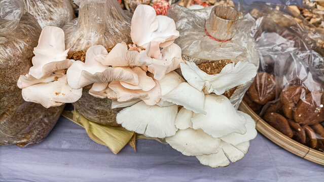 Variety of fresh mushrooms on display for sale at market including white oyster and brown types