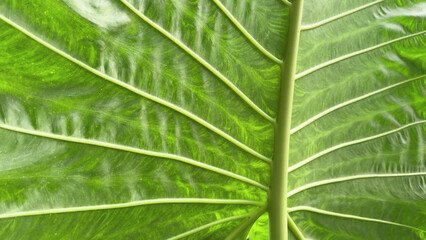 Obraz premium Macro Shot of Vibrant Green Alocasia Leaf with Intricate Vein Patterns
