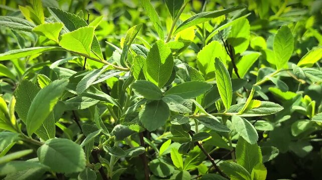 Horizontal shot of green shrub leaves moving in wind, Spiraea foliage texture, bright nature background, candid style video, garden vegetation close up, sunny outdoor bush branches.