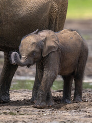 Fototapeta premium Baby African Forest Elephant (Loxodonta cyclotis) walking with mother though mineral rich mud at Dzanga Bai in the Central African Republic