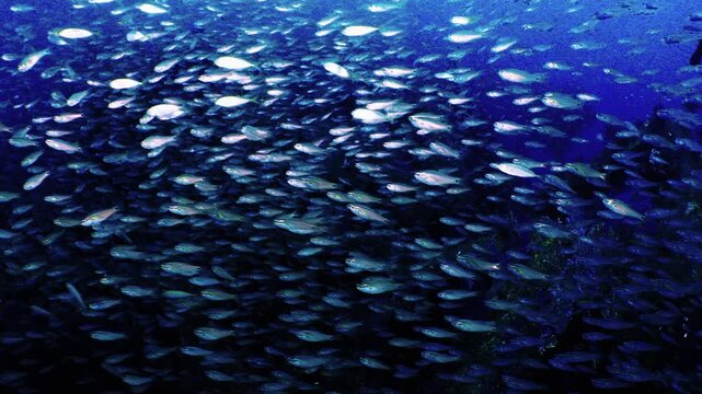 海底の巨大漁礁に群れる膨大なクロホシイシモチの群れ（富戸・ヨコイソ沖）