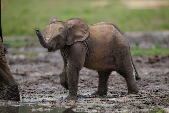 Baby African Forest Elephant (Loxodonta cyclotis) sniffing at Dzanga Bai in the Central African Republic