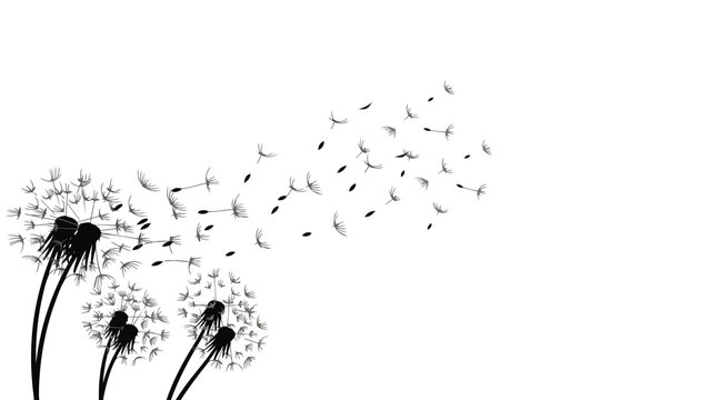 Dandelion seeds flying on white background, soft memorial and mourning concept, symbol of farewell, remembrance, grief and peaceful trauer design for sympathy visuals.