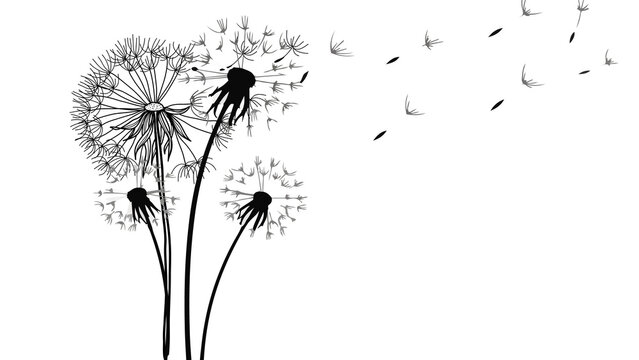 Dandelion seeds flying on white background, soft memorial and mourning concept, symbol of farewell, remembrance, grief and peaceful trauer design for sympathy visuals.