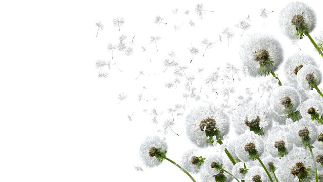 Dandelion seeds flying on white background, soft memorial and mourning concept, symbol of farewell, remembrance, grief and peaceful trauer design for sympathy visuals.