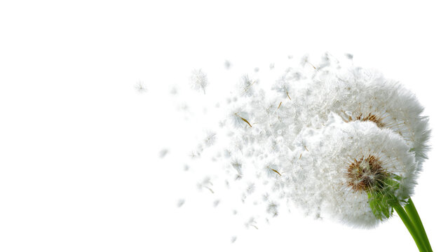 Dandelion seeds flying on white background, soft memorial and mourning concept, symbol of farewell, remembrance, grief and peaceful trauer design for sympathy visuals.