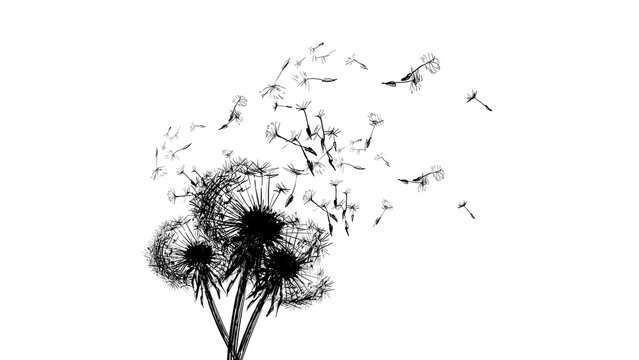 Dandelion seeds flying on white background, soft memorial and mourning concept, symbol of farewell, remembrance, grief and peaceful trauer design for sympathy visuals.